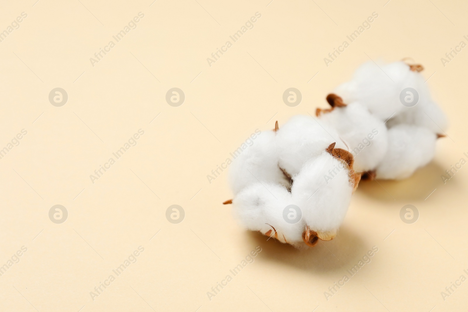 Photo of Beautiful cotton fluffy flowers on beige background, closeup. Space for text