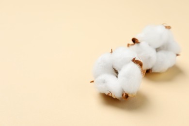 Photo of Beautiful cotton fluffy flowers on beige background, closeup. Space for text