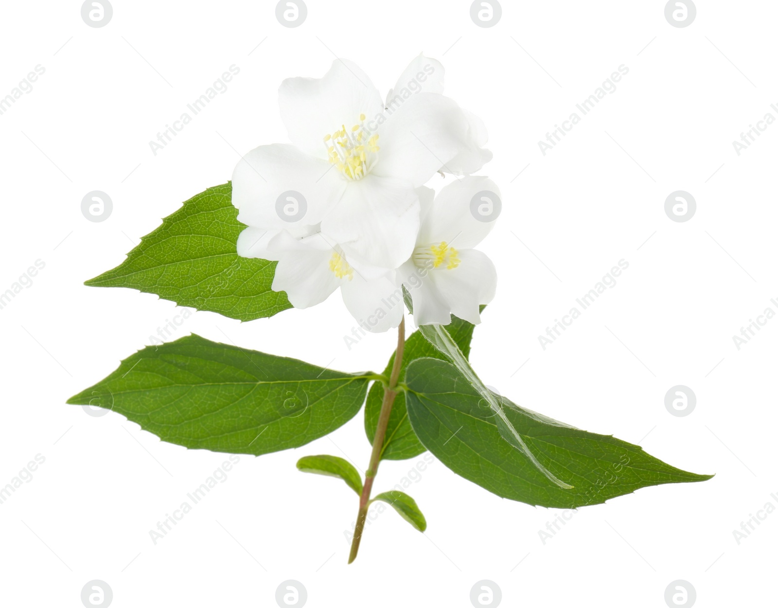 Photo of Branch of jasmine flowers and leaves isolated on white