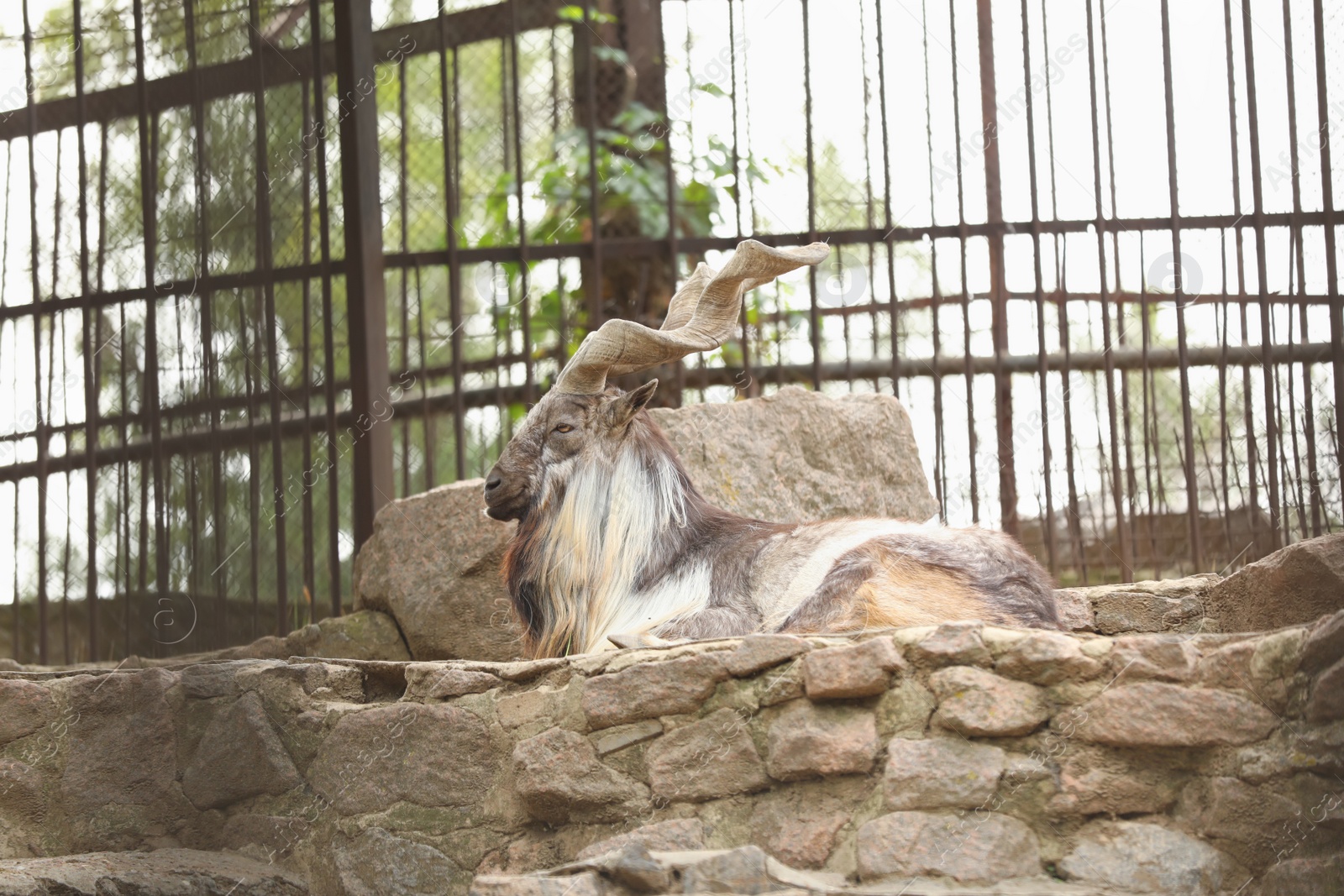 Photo of Beautiful markhor lying on stones in zoo enclosure