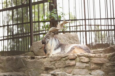 Beautiful markhor lying on stones in zoo enclosure