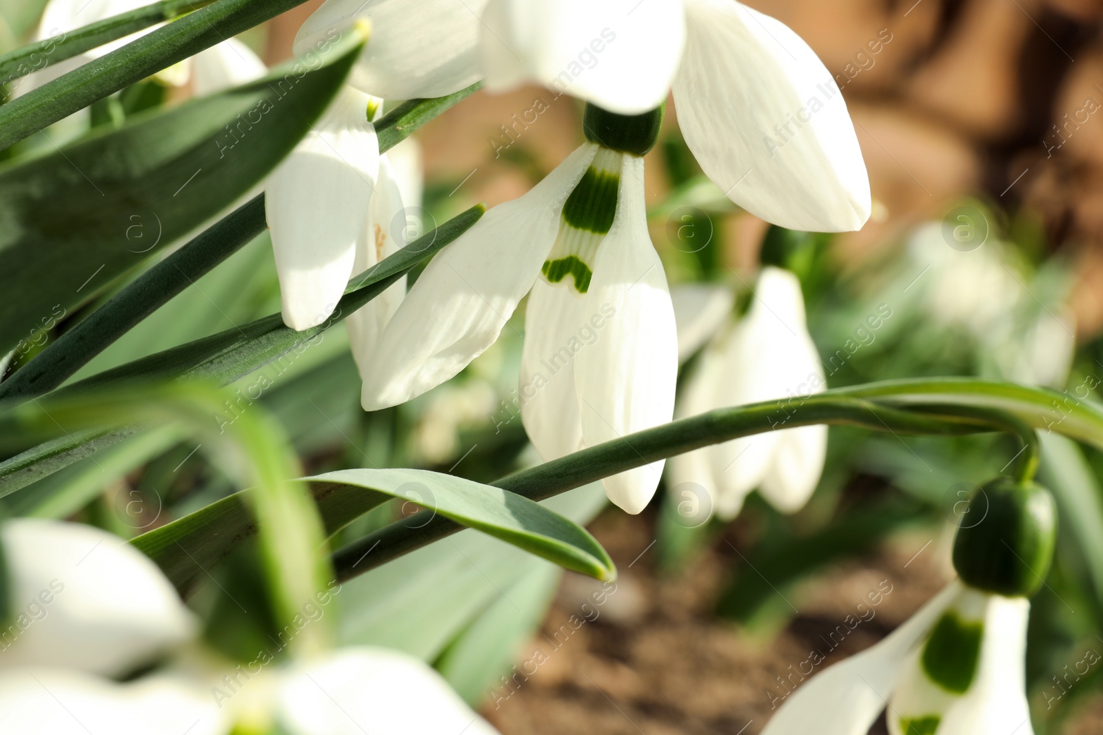 Photo of Beautiful snowdrops in garden, closeup. Spring season