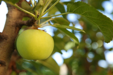 Photo of Ripe apple on tree branch in garden, closeup. Space for text