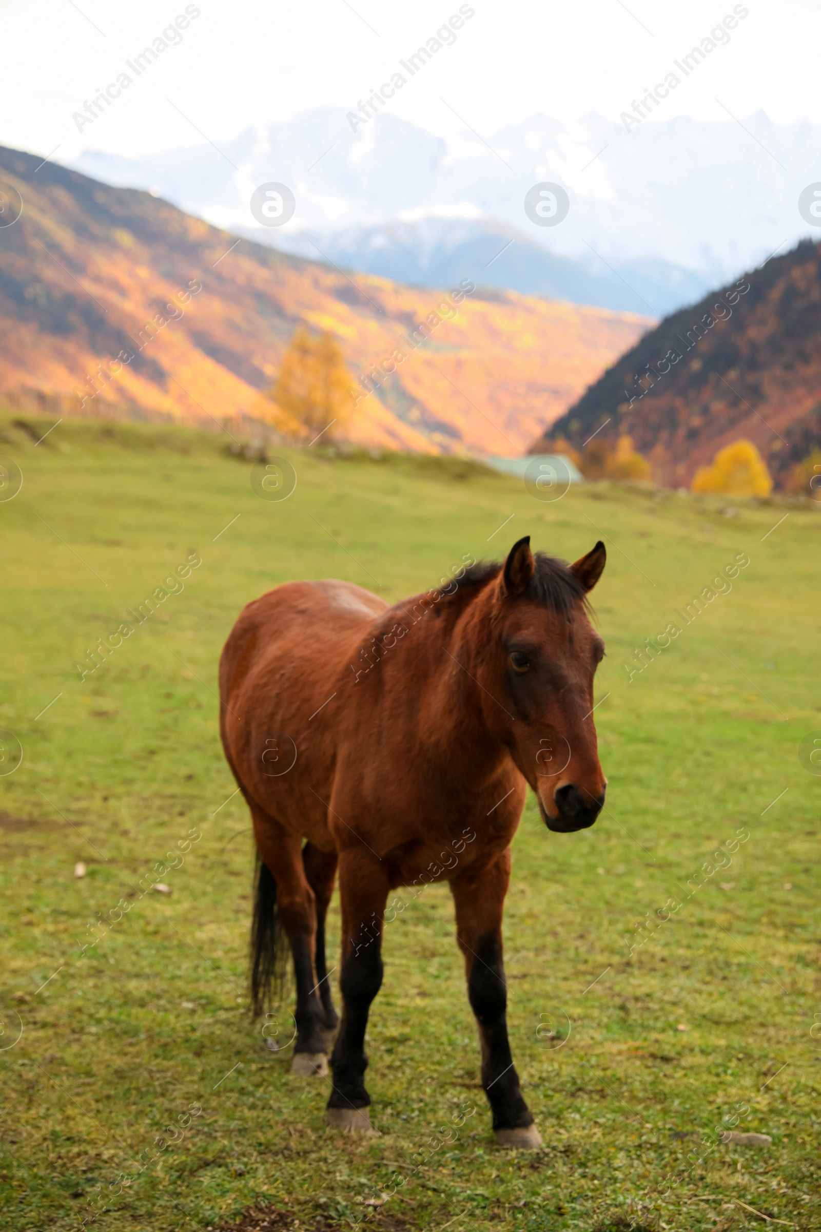 Photo of Brown horse in mountains on sunny day. Beautiful pet