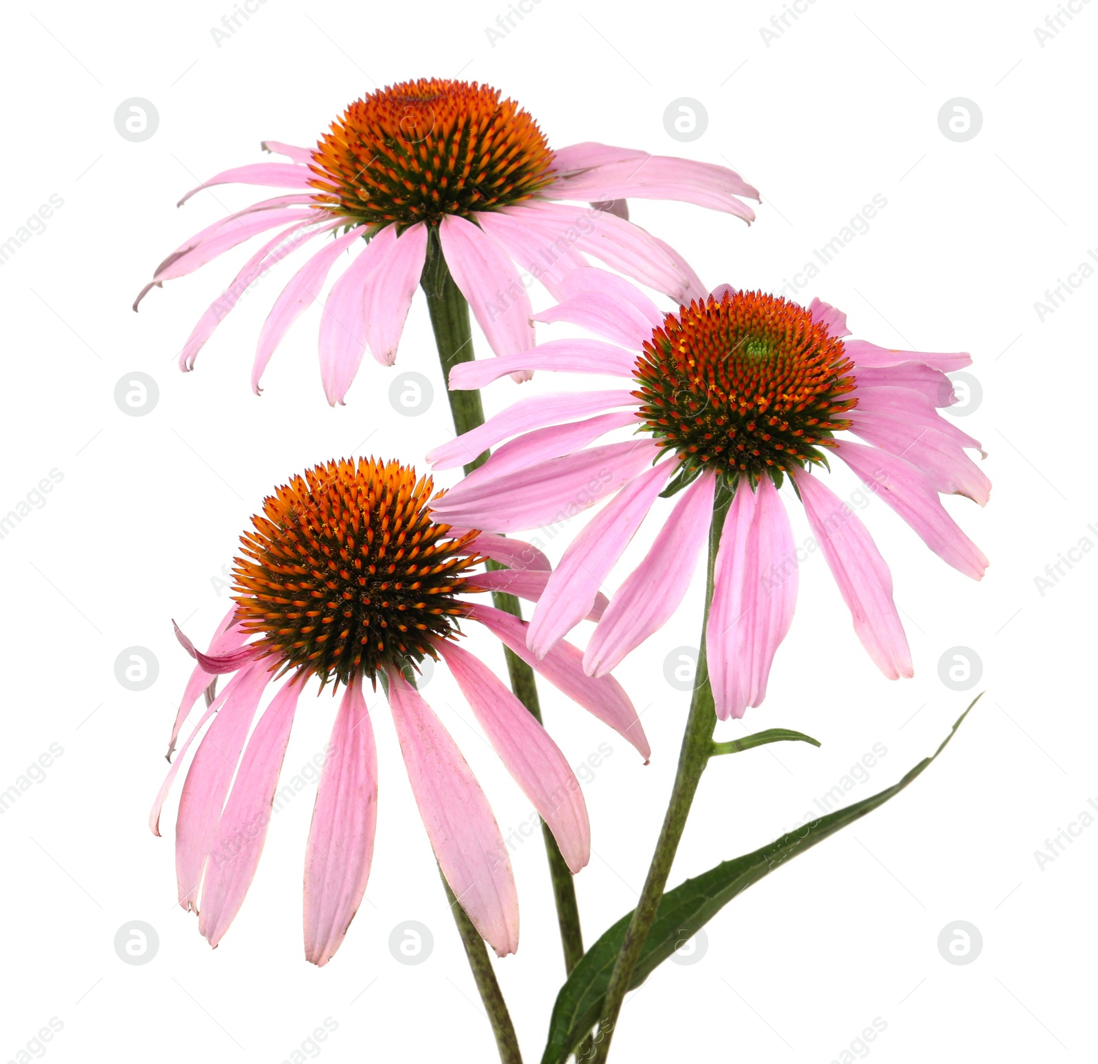 Photo of Beautiful blooming echinacea flowers isolated on white