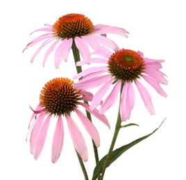 Photo of Beautiful blooming echinacea flowers isolated on white