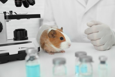 Photo of Scientist with guinea pig in chemical laboratory, closeup. Animal testing