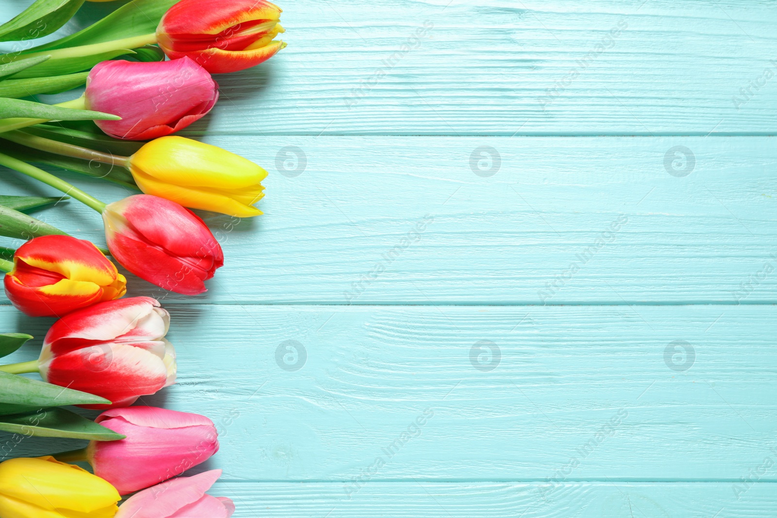 Photo of Beautiful spring tulips on light blue wooden table, flat lay. Space for text