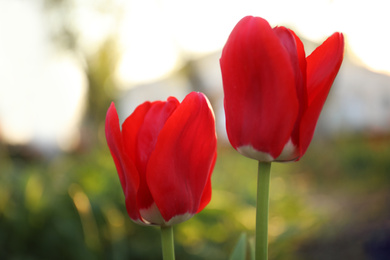 Beautiful blossoming red tulips outdoors on sunny spring day