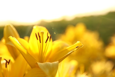 Photo of Beautiful bright yellow lilies growing at flower field, closeup. Space for text