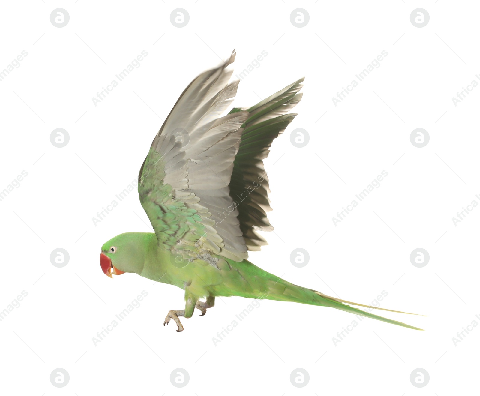 Photo of Beautiful Alexandrine parakeet flying isolated on white