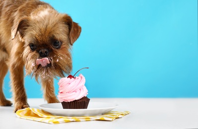 Studio portrait of funny Brussels Griffon dog eating tasty cake against color background. Space for text