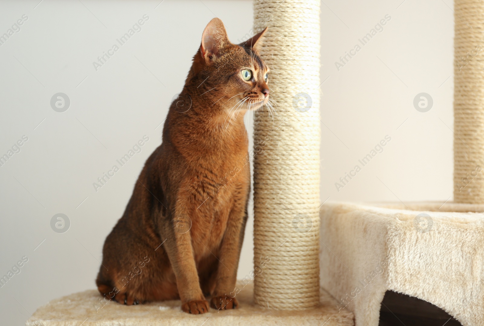 Photo of Beautiful Abyssinian cat on pet tree at home. Lovely pet