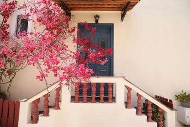 Plant with beautiful pink flowers near house entrance