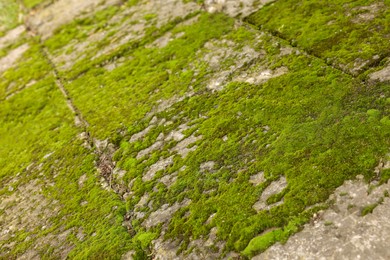 Photo of Textured surface with moss as background, closeup