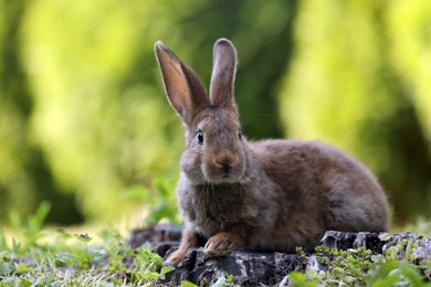 Cute fluffy rabbit on tree stump among green grass outdoors