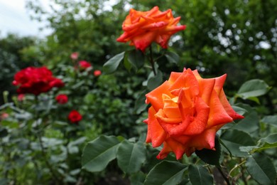Photo of Beautiful orange rose flower with dew drops in garden, closeup. Space for text