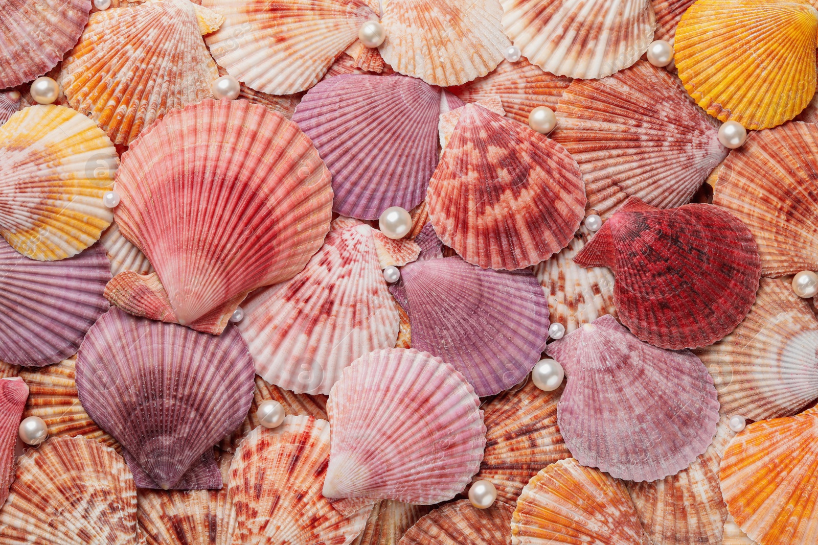 Photo of Beautiful sea shells and pearls as background, top view