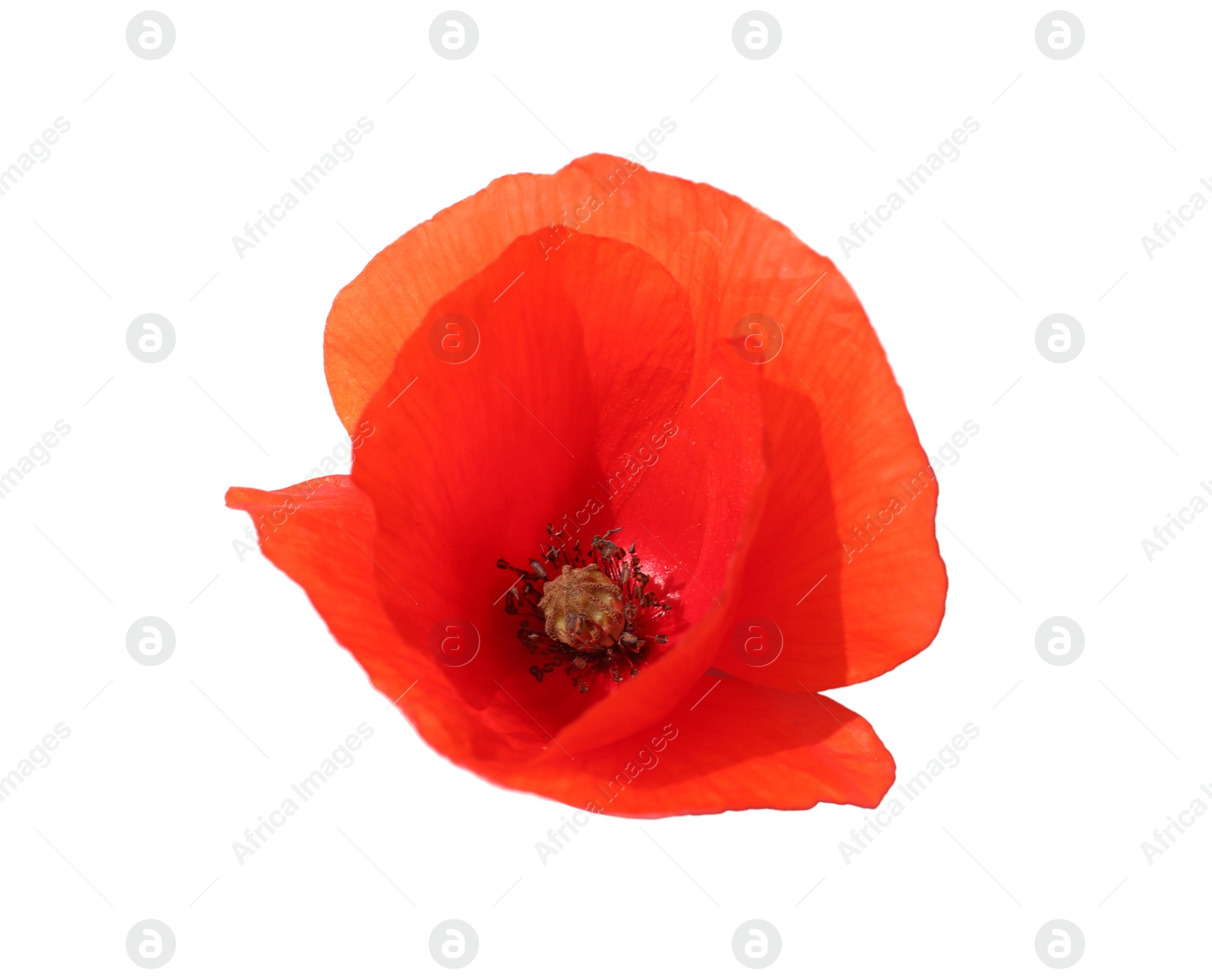 Photo of Beautiful red poppy flower isolated on white