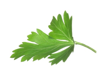 Fresh green organic parsley on white background