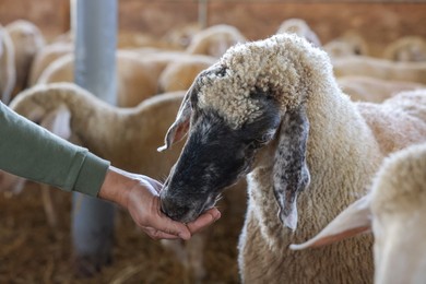 Photo of Man feeding sheep on farm, closeup. Cute animals