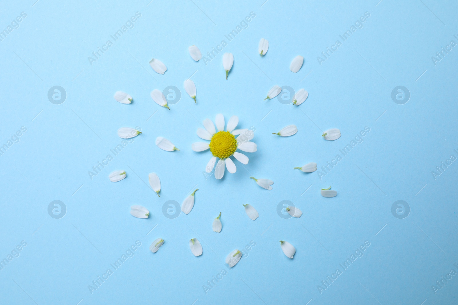 Photo of Beautiful composition with chamomile flower on light blue background, flat lay