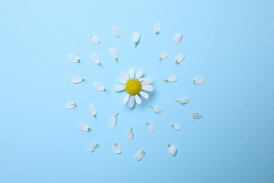 Beautiful composition with chamomile flower on light blue background, flat lay