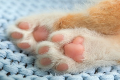 Photo of Little red kitten on light blue blanket, closeup view of paws