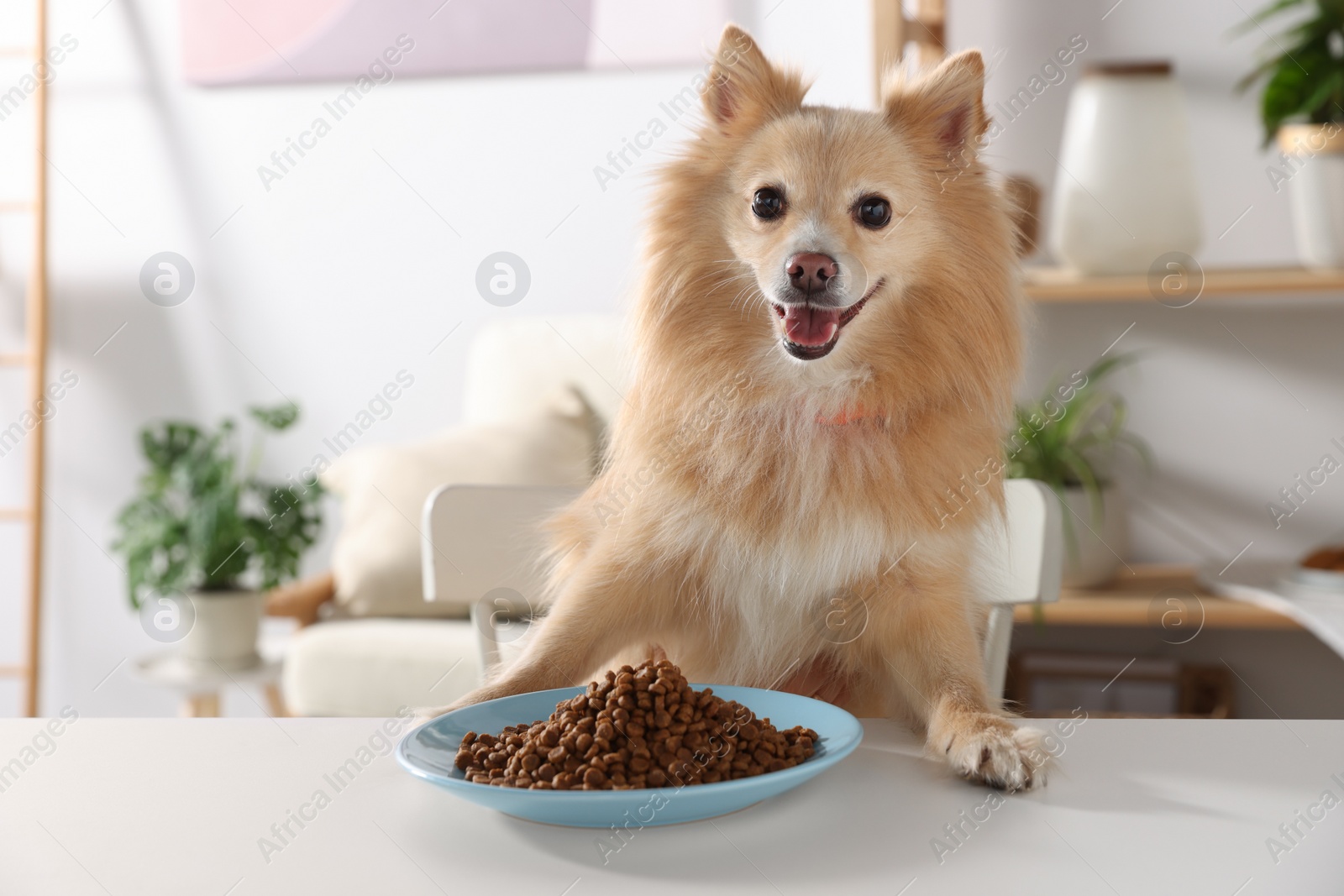 Photo of Cute Pomeranian spitz at table with dry dog food indoors