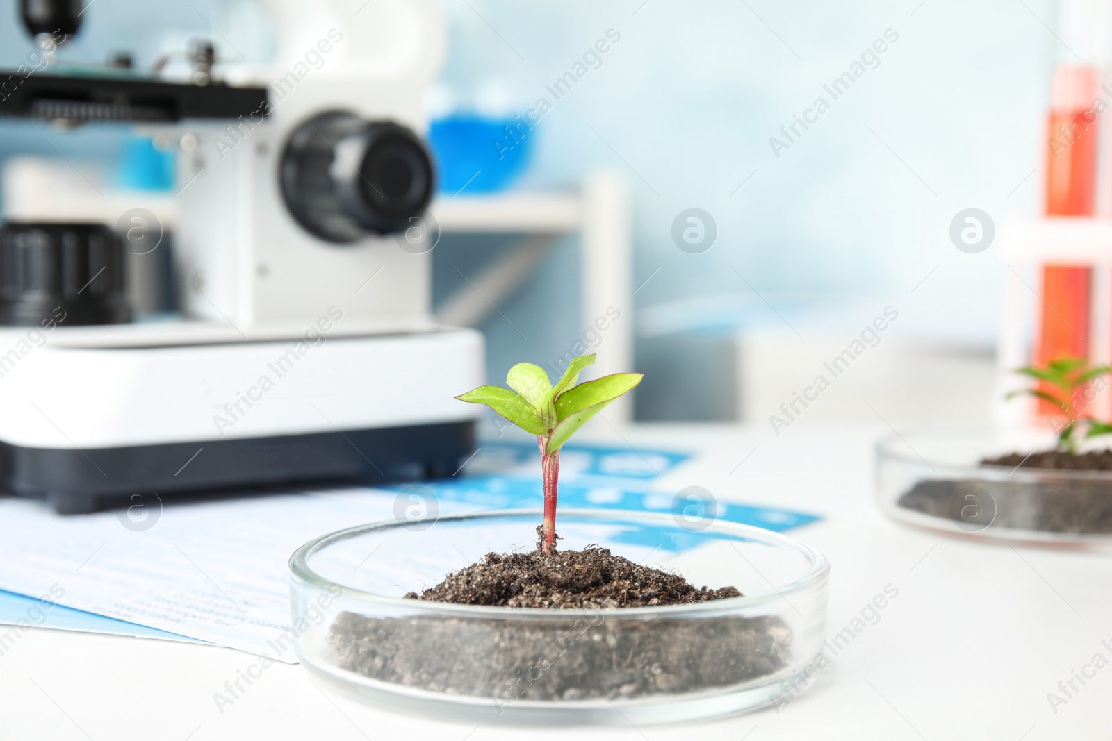 Photo of Petri dish with soil and sprouted plant on white table. Biological chemistry