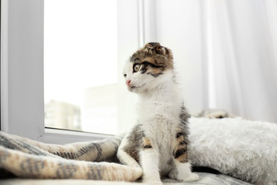 Photo of Adorable little kitten sitting on plaid near window indoors