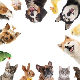 Image of Cute different animals on white background, collage