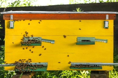 Photo of Many bees on wooden beehive at apiary outdoors