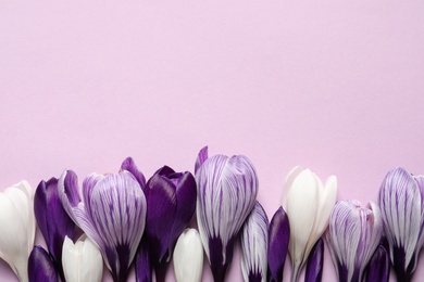 Photo of Flat lay composition with spring crocus flowers on color background, space for text