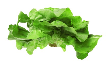 Photo of Fresh green butter lettuce head isolated on white