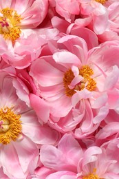 Photo of Beautiful pink peonies as background, top view
