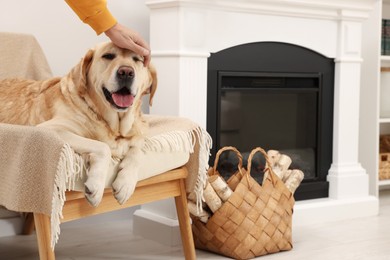 Photo of Owner stroking cute Labrador Retriever in stylish room, closeup
