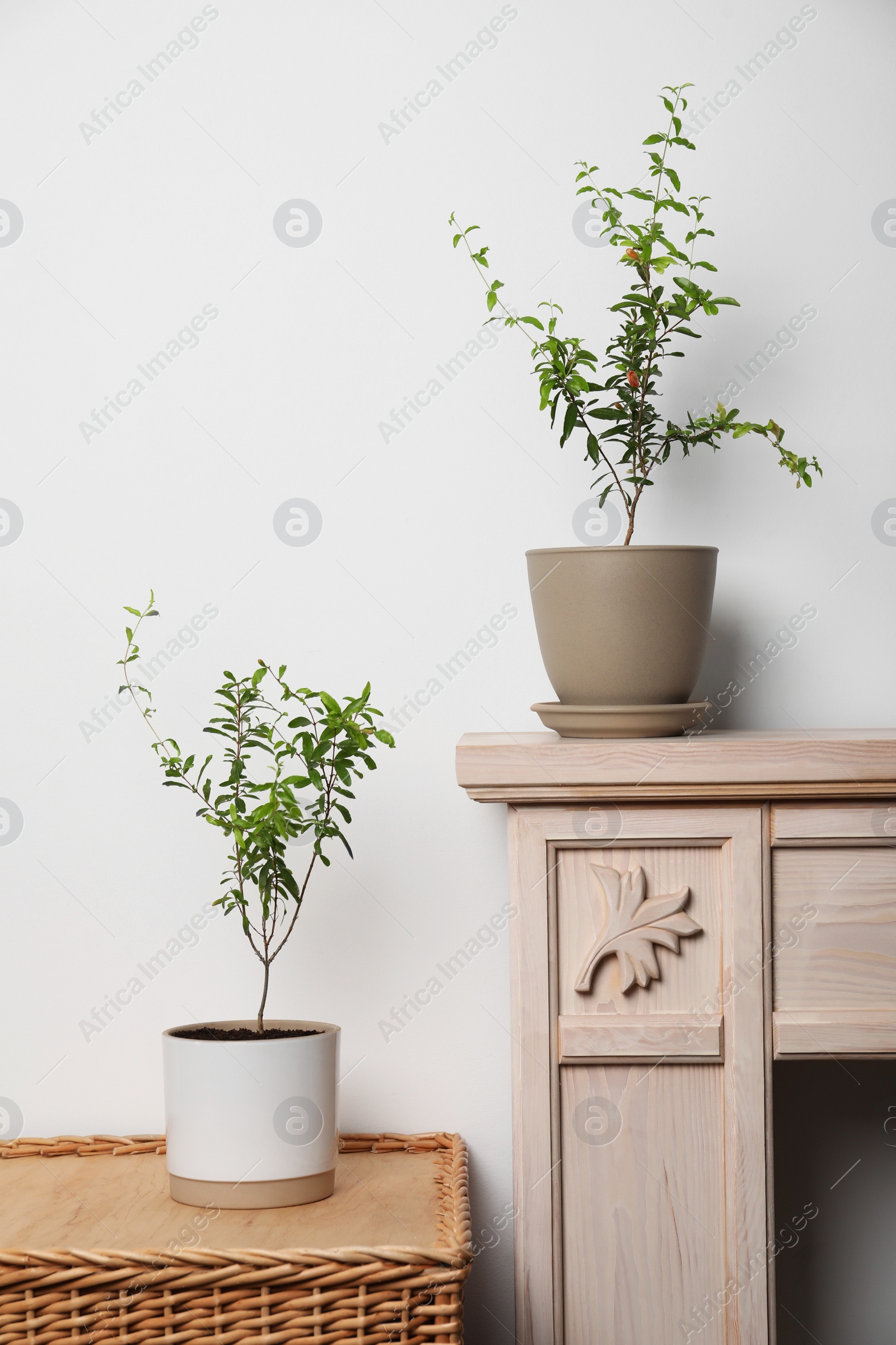 Photo of Potted pomegranate plants with green leaves near white wall