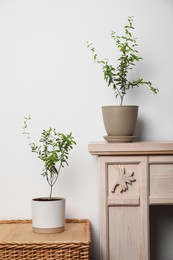 Photo of Potted pomegranate plants with green leaves near white wall