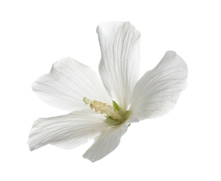 Photo of Beautiful tropical Hibiscus flower on white background