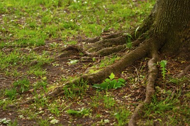 Photo of Tree roots overgrown with beautiful green grass outdoors