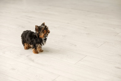 Photo of Cute Yorkshire terrier puppy on wooden floor, space for text. Happy dog