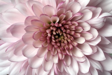 Photo of Beautiful blooming chrysanthemum flower as background, closeup