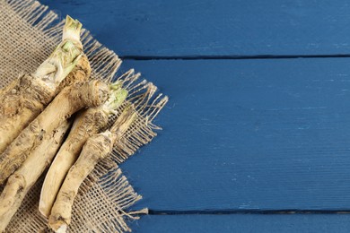 Photo of Fresh horseradish roots on blue wooden table. Space for text