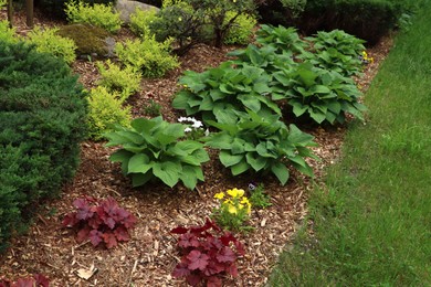 Photo of Many different beautiful plants outdoors. Gardening and landscaping