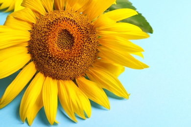Photo of Beautiful bright sunflower on light blue background, closeup