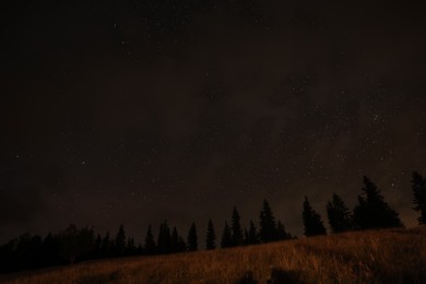 Photo of Picturesque view of forest and beautiful starry sky at night