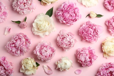 Photo of Beautiful peonies on pink background, flat lay