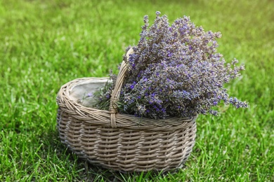 Photo of Wicker basket with lavender flowers on green grass
