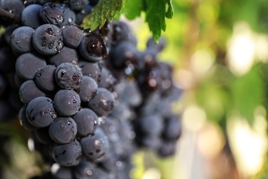 Fresh ripe juicy grapes with water drops in vineyard, closeup. Space for text